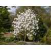 stellata1