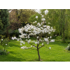stellata2