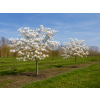 stellata3