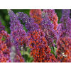 Buddleja davidii 'Bicolor1