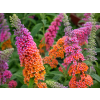 Buddleja davidii 'Bicolor2
