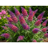 Buddleja davidii 'Bicolor