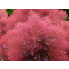 Cotinus coggygria 'Magical Red Fountain'2