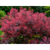 Cotinus coggygria 'Magical Red Fountain'