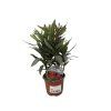 Oleander Evolution Candy, výška 20 30 cm, kvetináč 12 cm (2)