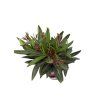 Oleander Evolution Candy, výška 20 30 cm, kvetináč 12 cm (1)