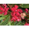 Oleander Evolution Candy, výška 20 30 cm, kvetináč 12 cm