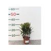 Oleander Evolution Candy, výška 20 30 cm, kvetináč 12 cm (3)