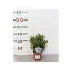 Oleander Evolution Popcorn, výška 20 30 cm, kvetináč 12 cm (2)