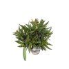 Oleander Evolution Popcorn, výška 20 30 cm, kvetináč 12 cm (1)