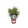 Oleander Evolution Popcorn, výška 20 30 cm, kvetináč 12 cm