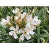 Oleander Evolution Popcorn, výška 20 30 cm, kvetináč 12 cm (3)