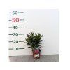 Oleander Evolution Crimson, výška 20 30 cm, kvetináč 12 cm (2)