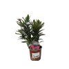 Oleander Evolution Crimson, výška 20 30 cm, kvetináč 12 cm (1)