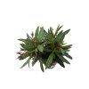 Oleander Evolution Crimson, výška 20 30 cm, kvetináč 12 cm (3)