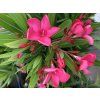 Oleander Evolution Crimson, výška 20 30 cm, kvetináč 12 cm