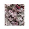 Trvalky Heuchera Dolce Silver Gumdrop (2)