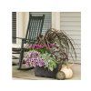 Trvalky Heuchera Dolce Silver Gumdrop (1)