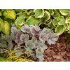 Trvalky Heuchera Dolce Silver Gumdrop
