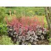 Trvalky Heuchera Dolce Silver Gumdrop (3)