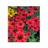 Trvalky Echinacea purpurová Kismet Red (2)
