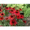 Trvalky Echinacea purpurová Kismet Red (1)