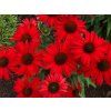 Trvalky Echinacea purpurová Kismet Red