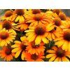 Trvalky Echinacea purpurová Prima Saffron (2)