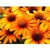 Trvalky Echinacea purpurová Prima Saffron (1)