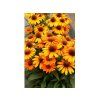 Trvalky Echinacea purpurová Prima Saffron