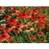 Trvalky Echinacea purpurová Tomato Soup (2)