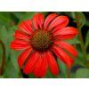 Trvalky Echinacea purpurová Tomato Soup (1)