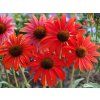 Trvalky Echinacea purpurová Tomato Soup