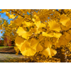 ginko Fastigiata2