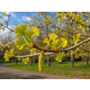 ginko Fastigiata3