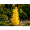 ginko Fastigiata