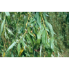 tristris1