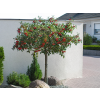 Jarabina Red Bird 1