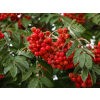 Jarabina Red Bird2