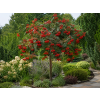 Jarabina Red Bird4