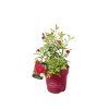 Okrasné kry Ruža kríková Easy Elegance Chi (5)