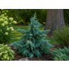 Bush electra1