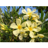 Marie gambetta1