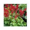Trvalky Heuchera Ruby Bells