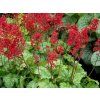 Trvalky Heuchera Ruby Bells (1)