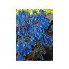 Trvalky Corydalis Blue Heron (2)