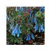 Trvalky Corydalis Blue Heron (1)