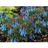 Trvalky Corydalis Blue Heron
