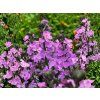 Trvalky Erysimum Super Bowl Mauve (3)