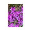 Trvalky Erysimum Super Bowl Mauve (2)